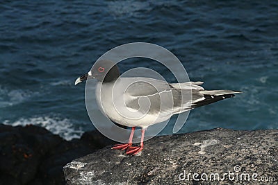 Galapagos swallow-tailed gull on the edge Stock Photo