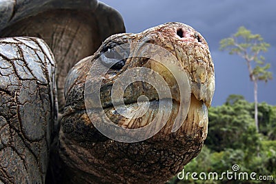 Galapagos Tortoise Stock Photo