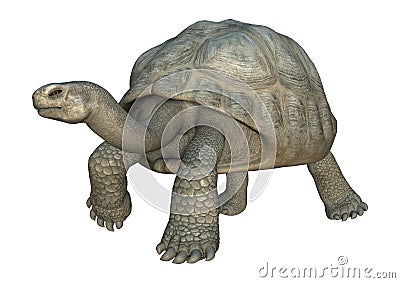 Galapagos Tortoise Stock Photo