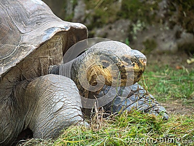 Galapagos turtle eating grass Editorial Stock Photo