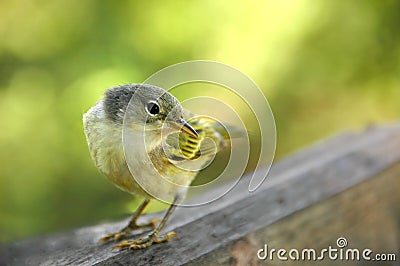 Galapagos Yellow Warbler Stock Photo