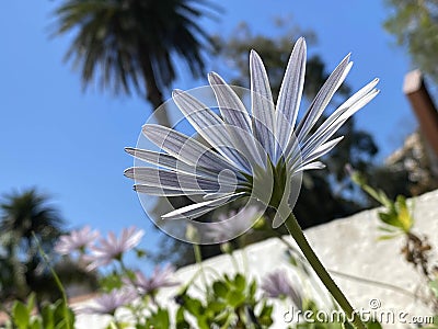 Galardia in Duke of Terceira Gardens in the Azores Stock Photo