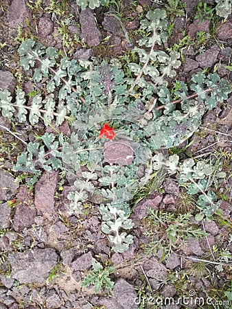 Galaxy flower of ishtar Stock Photo