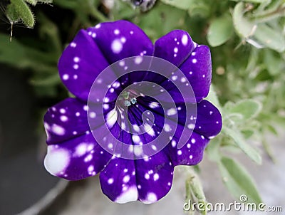 Galaxy Flower Stock Photo