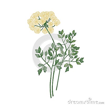 Galbanum flowers isolated on white background. Elegant natural drawing of wild fragrant herbaceous plant or wildflower Vector Illustration