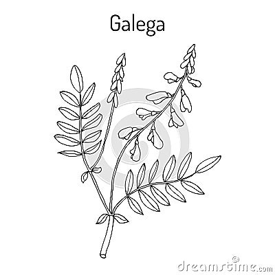 Galega Galega officinalis , goat s-rue, French lilac, Italian fitch, or professor-weed, medicinal plant Vector Illustration