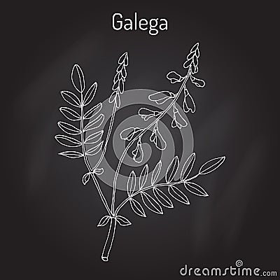 Galega Galega officinalis , goat s-rue, French lilac, Italian fitch, or professor-weed, medicinal plant. Vector Illustration