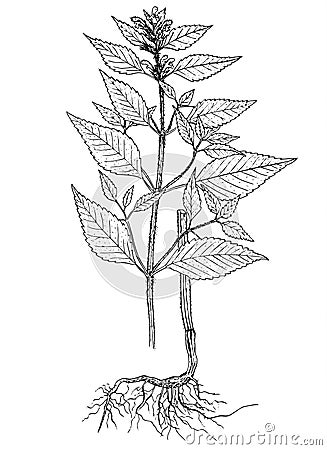 Galeopsis bifida botanical illustration Vector Illustration