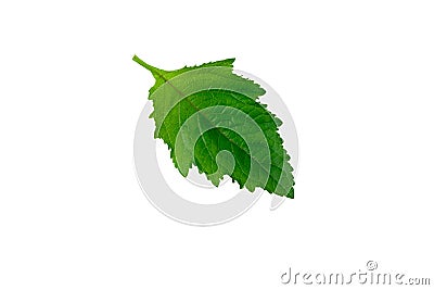 Galeopsis tetrahit common hemp-nettle leaf isolated on white background Stock Photo