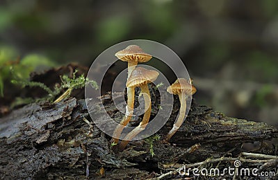 The Galerina ampullaceocystidis Stock Photo