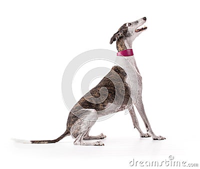 Galga espanol in studio Stock Photo