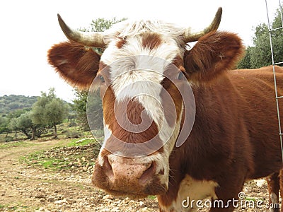 A red hair cow with horns stand apears between fence Stock Photo
