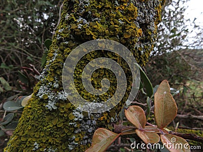 Many mushrooms and fungis on tree trunk in wet land Stock Photo