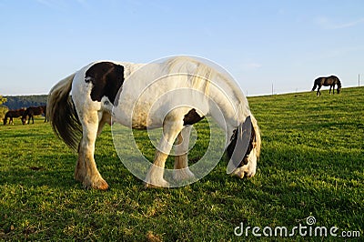 Galineers Cob (Traditional Gypsy cob, Irish Cob, Gypsy Horse) in Bavarian village Birkach (Germany) Stock Photo