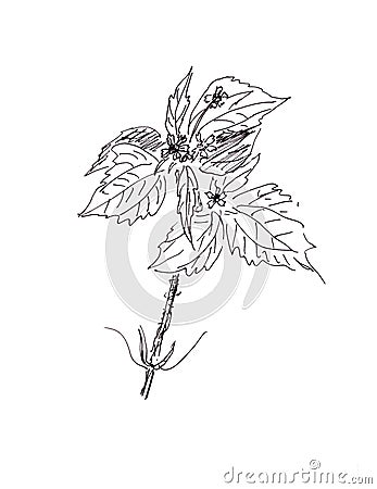 Galinsoga parviflora, kew weed ,gallant soldier, graphic black and white drawing, botanical sketch. Hand drawn flower. Medical Cartoon Illustration