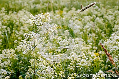 Galium Boreale Flowers Stock Photo