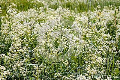Galium Boreale Flowers Stock Photo