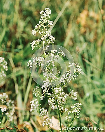 Galium boreale Stock Photo