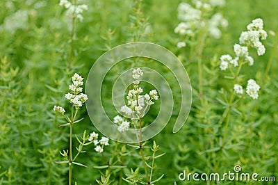 Galium boreale with white flowers Stock Photo