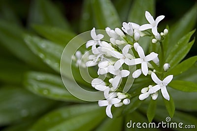 Galium odoratum Stock Photo