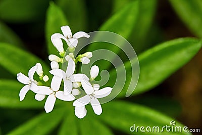 Galium odoratum Stock Photo