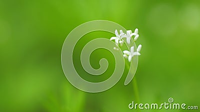 Galium odoratum macro flower with green leaves in the background. Close up. Stock Photo