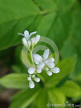 Galium odoratum Stock Photo