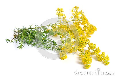 Galium verum, lady`s bedstraw or yellow bedstraw. Isolated on white. Stock Photo