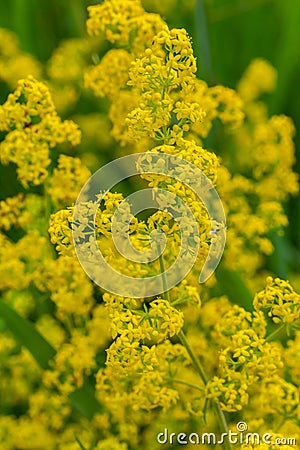 Galium verum, lady's bedstraw or yellow bedstraw low scrambling plant, leaves broad, shiny dark green, hairy underneath Stock Photo