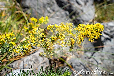 Galium verum wild flowers in Vanoise national Park, France Stock Photo