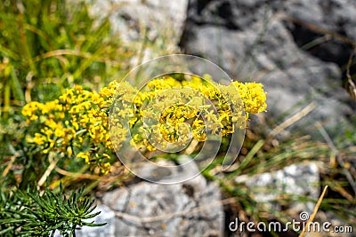 Galium verum wild flowers in Vanoise national Park, France Stock Photo