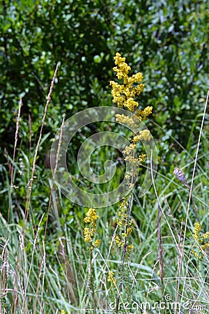 Galium verum a wild herbal plant Stock Photo