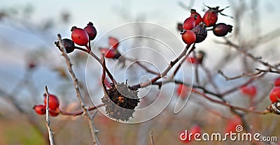 Diplolepis rosae gall on dog rose, Stock Photo