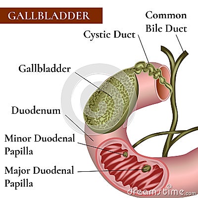 Gallbladder. Bile duct. Vector Illustration