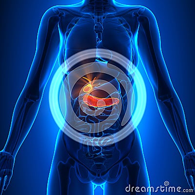 Gallbladder / Pancreas - Female Organs - Human Anatomy Stock Photo