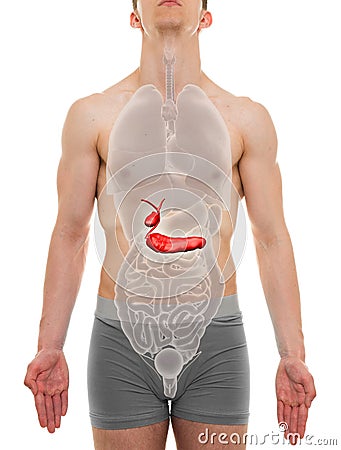 Gallbladder Pancreas Male - Internal Organs Anatomy - 3D illustration Cartoon Illustration