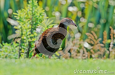 Il weka Gallirallus australis Sparrman Stock Photo