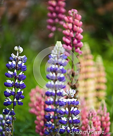 Beautiful Gallery Pink Lupins in full bloom in the walled gardens at Rousham House and Gardens Stock Photo