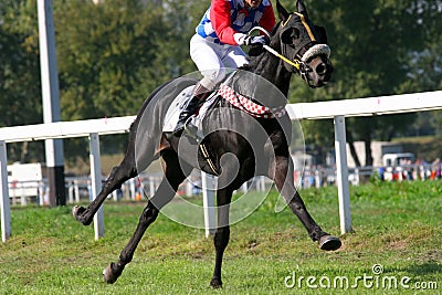 Gallop Stock Photo