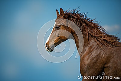 Galloping arabian horse with blue sky as background Stock Photo