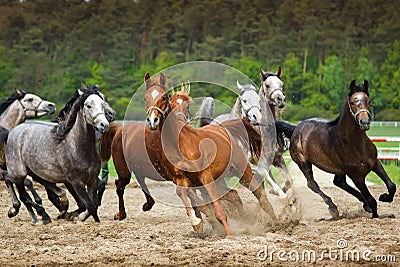 Galloping Arabian horses Stock Photo