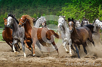 Galloping Arabian horses Stock Photo