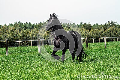 A beautiful Frisian stallion running free. Stock Photo