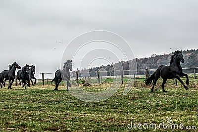 Galloping herd of friesian mares Stock Photo