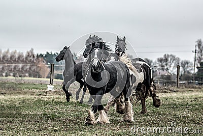 Galloping herd of friesian mares Stock Photo