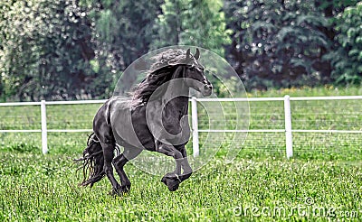 Galloping herd of friesian mares Stock Photo