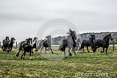 Galloping herd of friesian mares Stock Photo