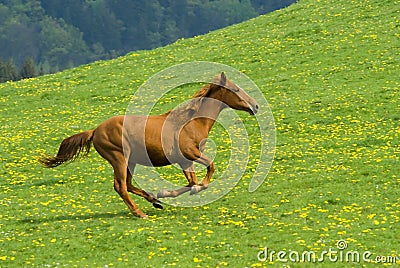 Galloping horse Stock Photo