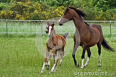 Galloping horse family Stock Photo