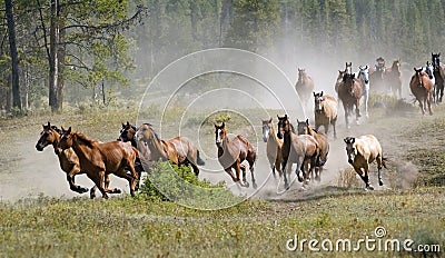 Galloping Horse Herd Stock Photo